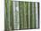 Bamboo Forest in Sagano-Rudy Sulgan-Mounted Photographic Print