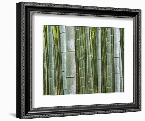 Bamboo Forest in Sagano-Rudy Sulgan-Framed Photographic Print