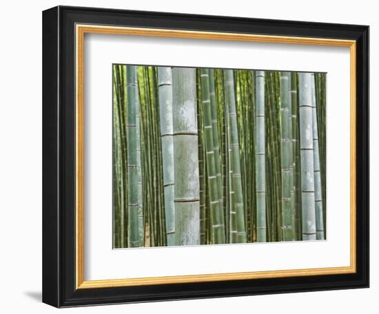 Bamboo Forest in Sagano-Rudy Sulgan-Framed Photographic Print