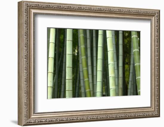 Bamboo forest in Shoren-in temple, Kyoto, Japan-Damien Douxchamps-Framed Photographic Print