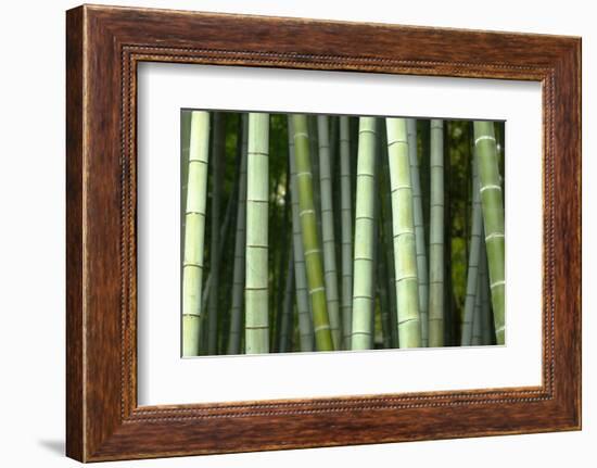 Bamboo forest in Shoren-in temple, Kyoto, Japan-Damien Douxchamps-Framed Photographic Print