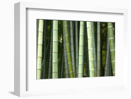 Bamboo forest in Shoren-in temple, Kyoto, Japan-Damien Douxchamps-Framed Photographic Print