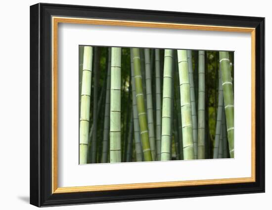 Bamboo forest in Shoren-in temple, Kyoto, Japan-Damien Douxchamps-Framed Photographic Print