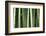 Bamboo forest in Shoren-in temple, Kyoto, Japan-Damien Douxchamps-Framed Photographic Print