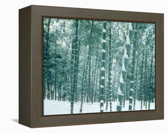 Bamboo Forest in Snow, Nishiyama, Kyoto, Japan-null-Framed Premier Image Canvas