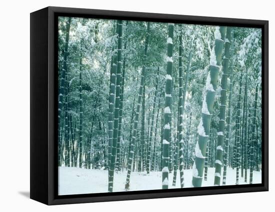 Bamboo Forest in Snow, Nishiyama, Kyoto, Japan-null-Framed Premier Image Canvas