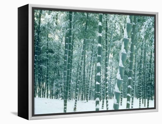 Bamboo Forest in Snow, Nishiyama, Kyoto, Japan-null-Framed Premier Image Canvas