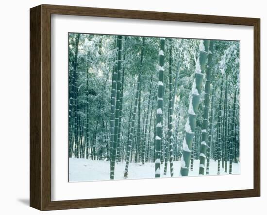 Bamboo Forest in Snow, Nishiyama, Kyoto, Japan-null-Framed Photographic Print