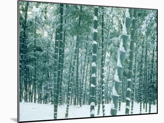 Bamboo Forest in Snow, Nishiyama, Kyoto, Japan-null-Mounted Photographic Print