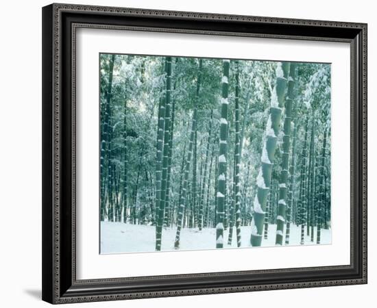 Bamboo Forest in Snow, Nishiyama, Kyoto, Japan-null-Framed Photographic Print