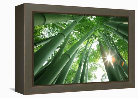 Bamboo Forest in the Morning-Liang Zhang-Framed Premier Image Canvas