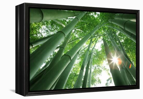 Bamboo Forest in the Morning-Liang Zhang-Framed Premier Image Canvas