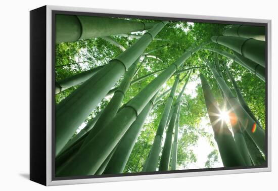 Bamboo Forest in the Morning-Liang Zhang-Framed Premier Image Canvas