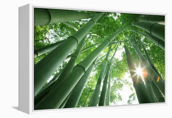 Bamboo Forest in the Morning-Liang Zhang-Framed Premier Image Canvas