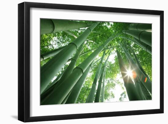 Bamboo Forest in the Morning-Liang Zhang-Framed Photographic Print