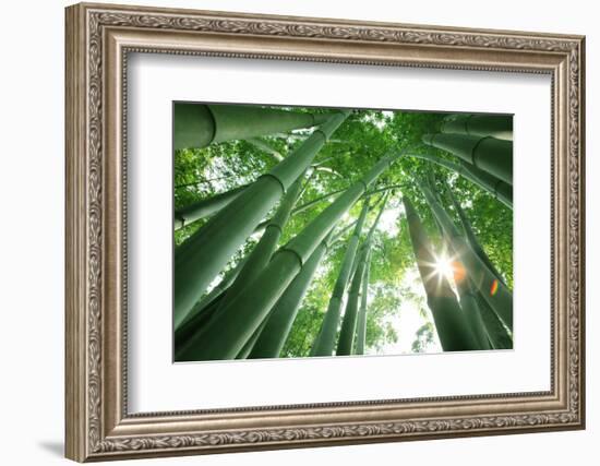 Bamboo Forest in the Morning-Liang Zhang-Framed Photographic Print