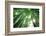 Bamboo Forest in the Morning-Liang Zhang-Framed Photographic Print