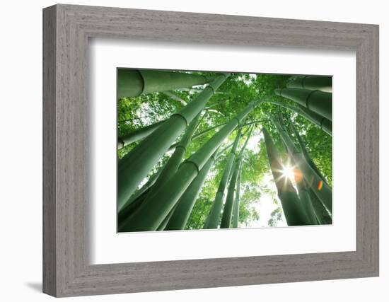 Bamboo Forest in the Morning-Liang Zhang-Framed Photographic Print