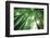 Bamboo Forest in the Morning-Liang Zhang-Framed Photographic Print