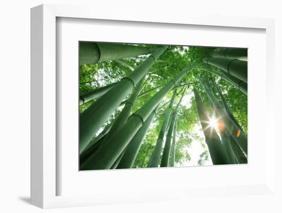 Bamboo Forest in the Morning-Liang Zhang-Framed Photographic Print