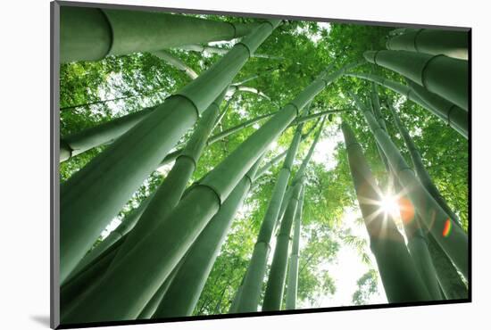 Bamboo Forest in the Morning-Liang Zhang-Mounted Photographic Print