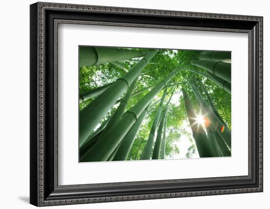 Bamboo Forest in the Morning-Liang Zhang-Framed Photographic Print