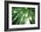 Bamboo Forest in the Morning-Liang Zhang-Framed Photographic Print