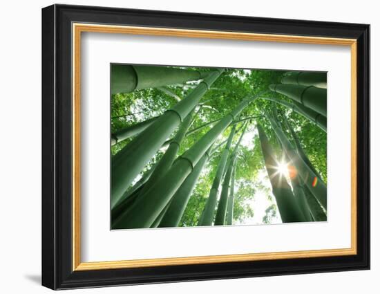 Bamboo Forest in the Morning-Liang Zhang-Framed Photographic Print