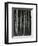 Bamboo Forest, Japan, 1970-Brett Weston-Framed Photographic Print