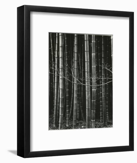 Bamboo Forest, Japan, 1970-Brett Weston-Framed Photographic Print