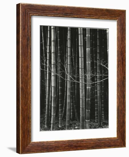 Bamboo Forest, Japan, 1970-Brett Weston-Framed Photographic Print