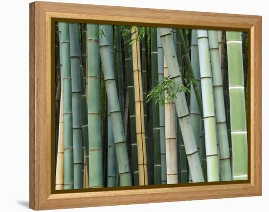 Bamboo Forest, Kyoto, Japan-Rob Tilley-Framed Premier Image Canvas
