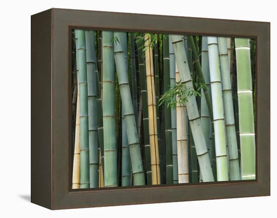 Bamboo Forest, Kyoto, Japan-Rob Tilley-Framed Premier Image Canvas