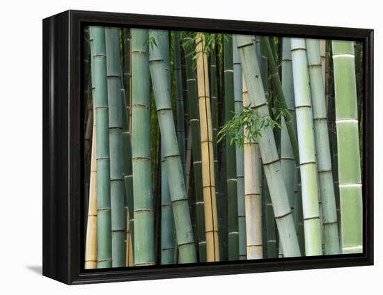 Bamboo Forest, Kyoto, Japan-Rob Tilley-Framed Premier Image Canvas