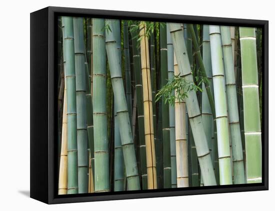 Bamboo Forest, Kyoto, Japan-Rob Tilley-Framed Premier Image Canvas