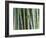 Bamboo Forest, Kyoto, Japan-Rob Tilley-Framed Photographic Print