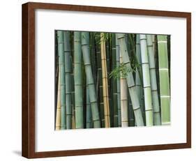 Bamboo Forest, Kyoto, Japan-Rob Tilley-Framed Photographic Print