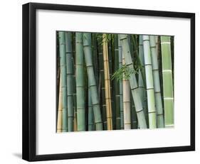 Bamboo Forest, Kyoto, Japan-Rob Tilley-Framed Photographic Print
