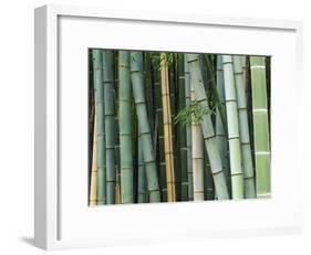Bamboo Forest, Kyoto, Japan-Rob Tilley-Framed Photographic Print
