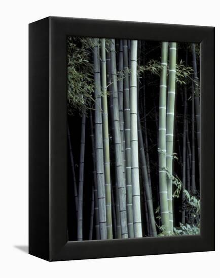 Bamboo Forest, Kyoto, Japan-Dave Bartruff-Framed Premier Image Canvas