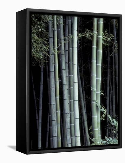 Bamboo Forest, Kyoto, Japan-Dave Bartruff-Framed Premier Image Canvas