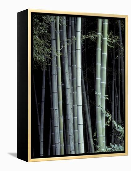 Bamboo Forest, Kyoto, Japan-Dave Bartruff-Framed Premier Image Canvas