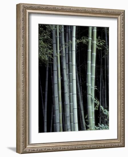 Bamboo Forest, Kyoto, Japan-Dave Bartruff-Framed Photographic Print