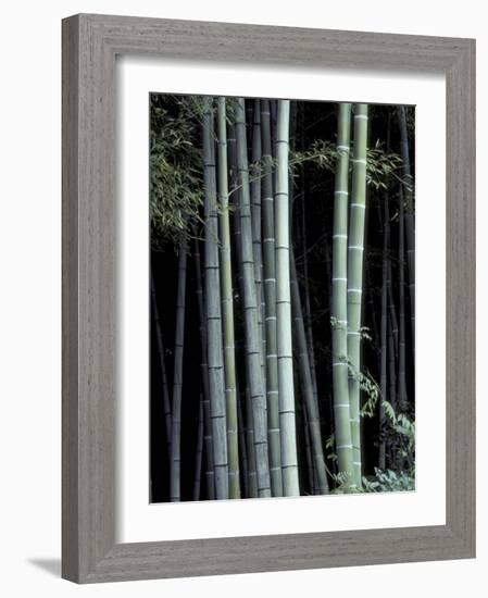 Bamboo Forest, Kyoto, Japan-Dave Bartruff-Framed Photographic Print