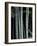 Bamboo Forest, Kyoto, Japan-Dave Bartruff-Framed Photographic Print