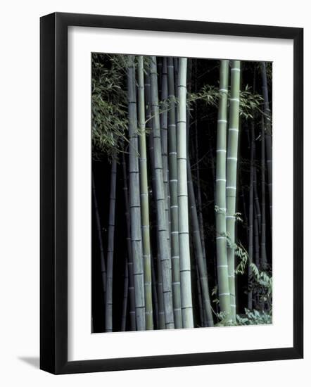 Bamboo Forest, Kyoto, Japan-Dave Bartruff-Framed Photographic Print