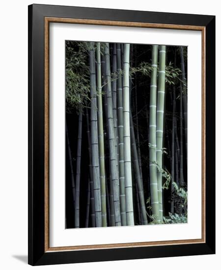 Bamboo Forest, Kyoto, Japan-Dave Bartruff-Framed Photographic Print