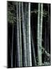 Bamboo Forest, Kyoto, Japan-Dave Bartruff-Mounted Photographic Print