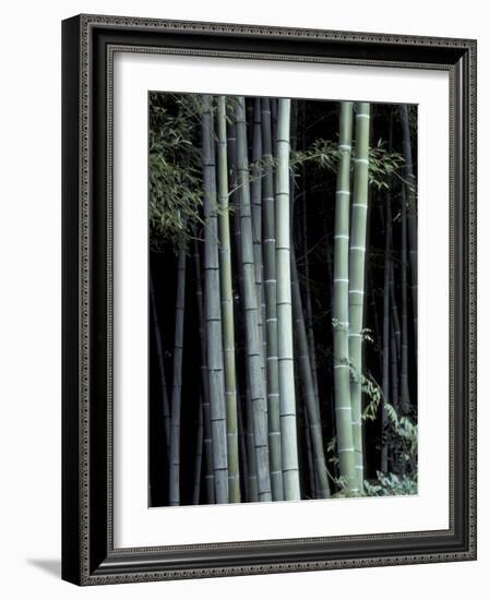 Bamboo Forest, Kyoto, Japan-Dave Bartruff-Framed Photographic Print