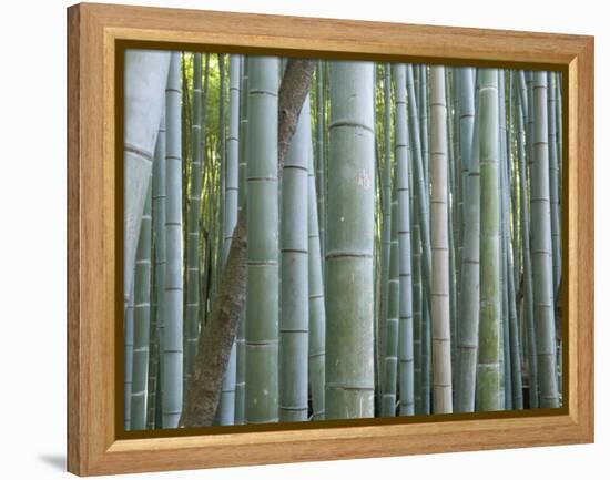 Bamboo Forest, Kyoto, Japan-Gavriel Jecan-Framed Premier Image Canvas